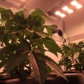 CannaTommy bouwt een DGS-XL voor Lava Freeze