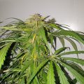 De beste anti-War on Drugs speech ooit