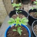 De onzin van het 'luie stoner' stereotype