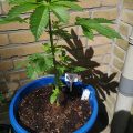 Test van Erik