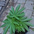 Mr.Veldman: Wietpas, toerist & shop