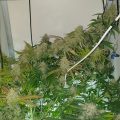 Sneeze & Jack Herer ontbladeren met Willie Wietman