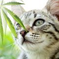 Enquete • 92% volwassenen gebruikt cannabis voor gezondheid en welzijn