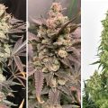 Kweek 'frosty' de zomer door met Skywalker Haze