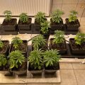 Justitie 2 keer plat op de bek in coffeeshop-zaken