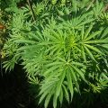VOC: Toekomst Cannabis Social Clubs
