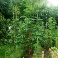 De beste anti-War on Drugs speech ooit