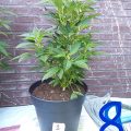 De 11 leukste stoner-videogames