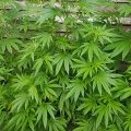 De beste anti-War on Drugs speech ooit