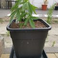 De beste anti-War on Drugs speech ooit