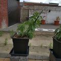 Braziliaanse dealer fopt politie met haan