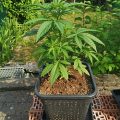VOC: Toekomst Cannabis Social Clubs