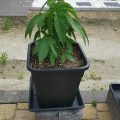 De beste anti-War on Drugs speech ooit