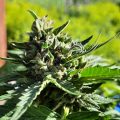 VOC: Toekomst Cannabis Social Clubs