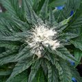 VOC: Toekomst Cannabis Social Clubs