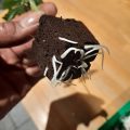 6 x waarom cannabis helpt bij migraine!
