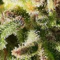 De beste anti-War on Drugs speech ooit