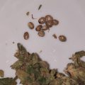 De beste anti-War on Drugs speech ooit