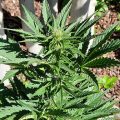 Wietideeën in 'The Marijuana Show' 