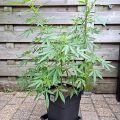 Video: Wat cannabis met creativiteit doet