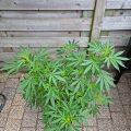 Test van Erik
