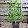Grootste cannabis & kankeronderzoek ooit