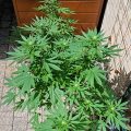 De beste anti-War on Drugs speech ooit