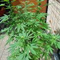 VOC: Toekomst Cannabis Social Clubs