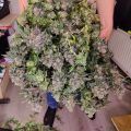VOC: Toekomst Cannabis Social Clubs