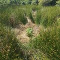 Eindhoven zet wietpas bij het grofvuil