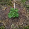 Vette trailer! Snoop & Wiz <i>on the high road</i>
