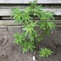 De onzin van het 'luie stoner' stereotype