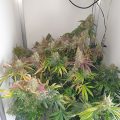 Steentijd Stoners - Hoe onze voorouders high werden (part I)