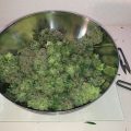Week 13 & 14: Willie oogst Jack Herer en Sneeze