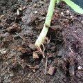 Column: 'Okra? Geen wiet?! Oh crap!'