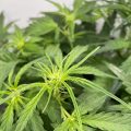Alain Bollen - Het gedrocht van de Belgische wet inzake cannabis