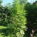 VOC: Toekomst Cannabis Social Clubs