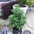 VOC: Toekomst Cannabis Social Clubs