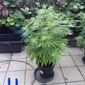 De beste anti-War on Drugs speech ooit