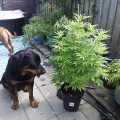 De beste anti-War on Drugs speech ooit