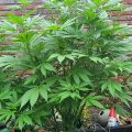 De beste anti-War on Drugs speech ooit