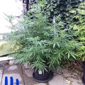De beste anti-War on Drugs speech ooit