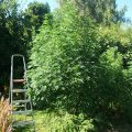 De beste anti-War on Drugs speech ooit