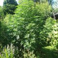 De beste anti-War on Drugs speech ooit