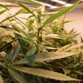 Ook Vlissingen wil Tilburgs legale mediwiet-model