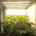 Alain Bollen - Het gedrocht van de Belgische wet inzake cannabis