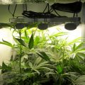 CannaTommy en Lemon Haze hebben het zwaar