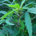 Braziliaanse dealer fopt politie met haan