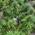 Braziliaanse dealer fopt politie met haan
