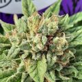 VOC: Toekomst Cannabis Social Clubs